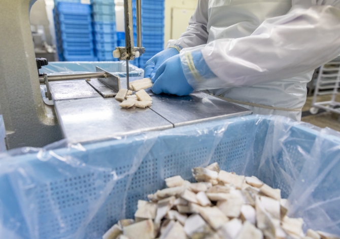 手袋をした作業員が魚を加工機で切っている様子