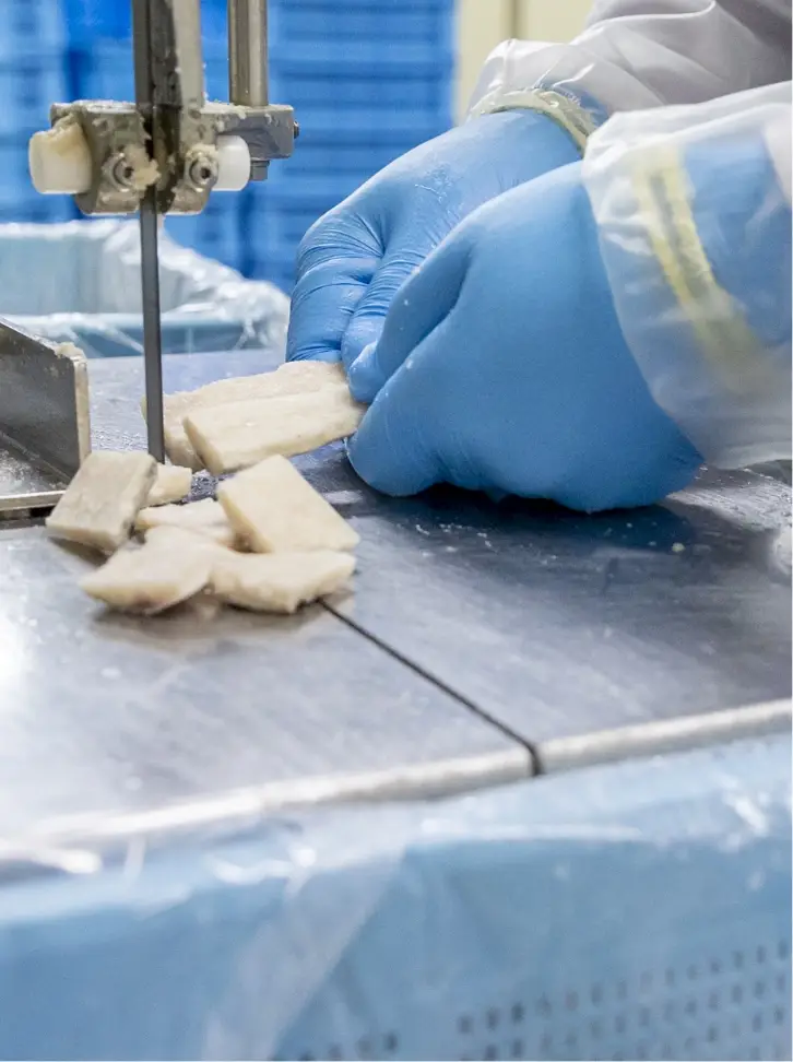 加工事業 手袋をした作業員が魚を加工機で切っている様子