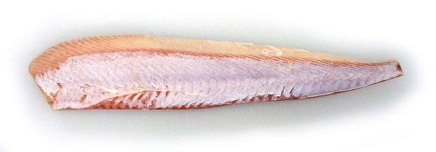 オヒョウ（船凍品）